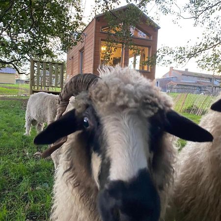 ショレ Jolie Tiny House Sous Les Grands Arbresヴィラ エクステリア 写真